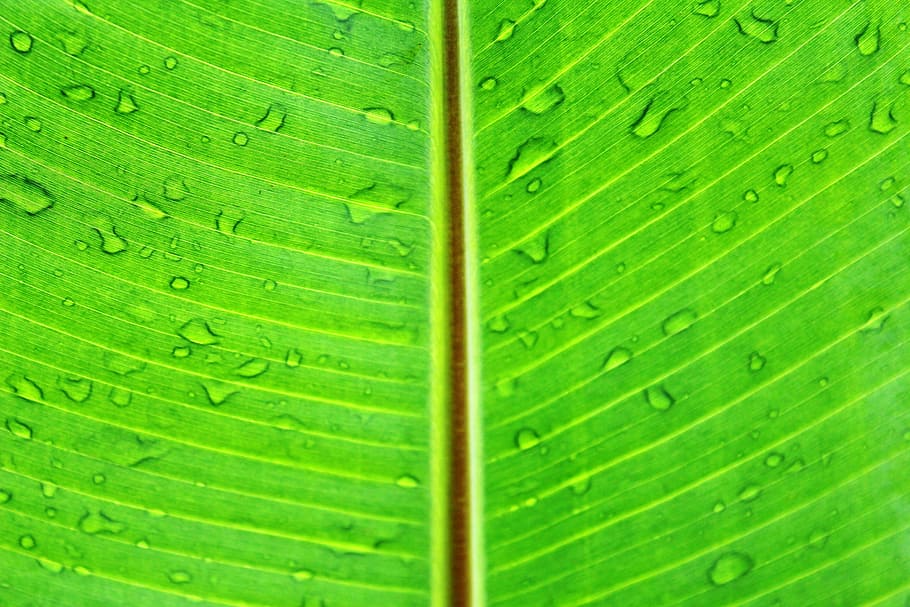 water dew on leaf, macro, green, lush, vibrant, bright, color HD wallpaper