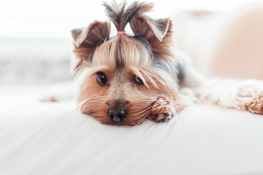 Adorable Yorkshire Terrier Puppy Innocent Look in Bed, animals