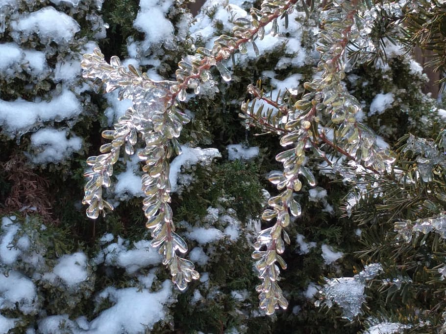 Freezing Rain, Winter, Ice, Rain, forest, branch, frosted, blizzard HD wallpaper