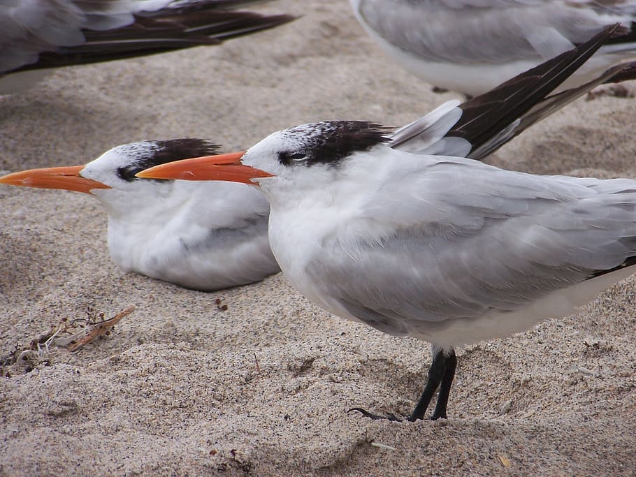 seagull, bird, nature, animal, animal themes, vertebrate, animals in the wild HD wallpaper