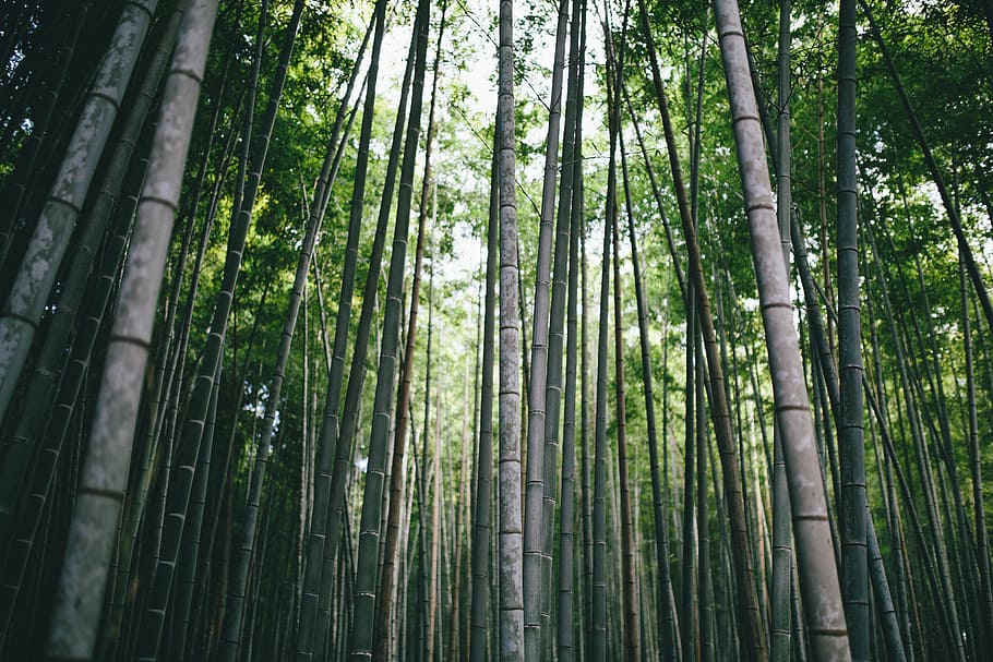 bamboo grove, branch, daylight, environment, forest, growth HD wallpaper