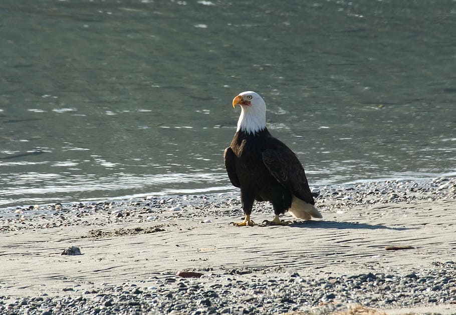 beach, bird, wildlife, animal, american, bald, eagle, bald Eagle HD wallpaper