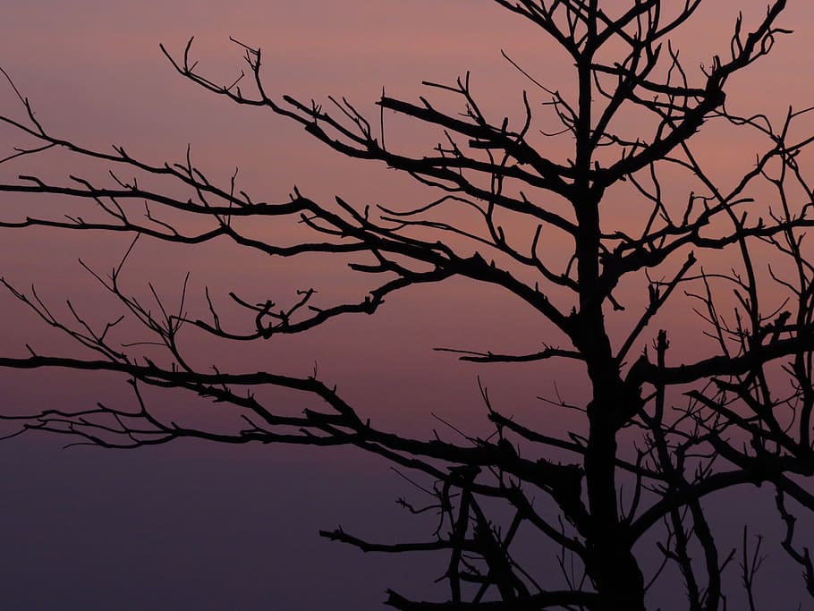 the evening sun, branches, silhouette, butyl 墾, dead wood, HD wallpaper