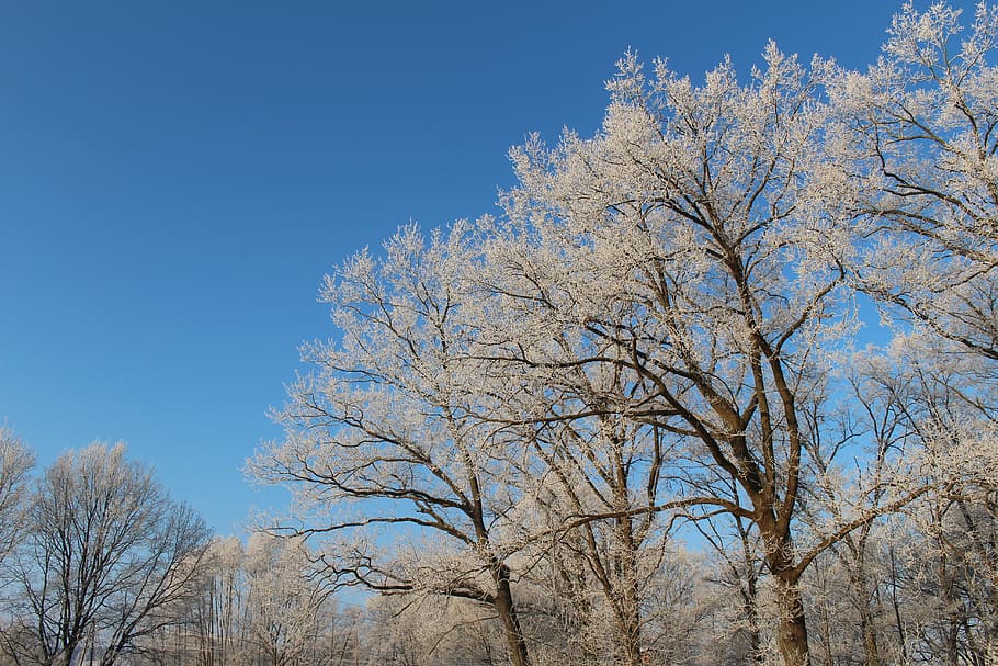 frost, forest, landscape, trees, cold, winter, icy, nature HD wallpaper