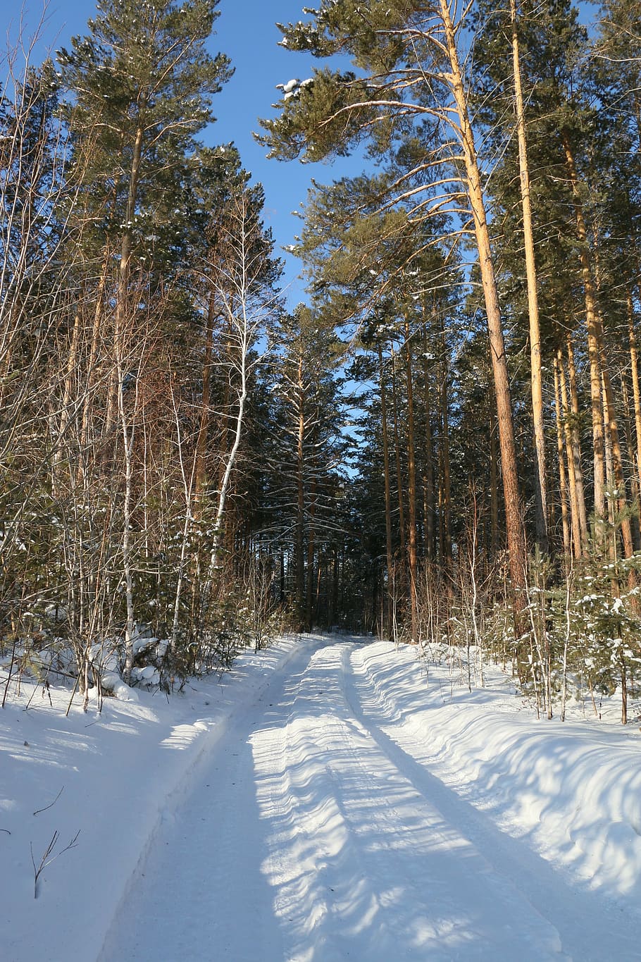 winter road, forest, winter forest, trees, pine, winter landscape HD wallpaper