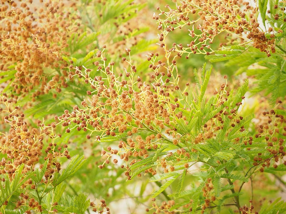 mimosa, tree, faded, seeds, mimosa pudica, bashful sensitive plant, HD wallpaper