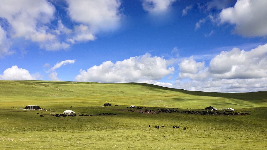prairie, blue sky, white cloud, field, landscape, farm, grass HD wallpaper