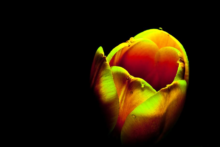 tulip, blossom, bloom, flower, orange, yellow, macro, close HD wallpaper