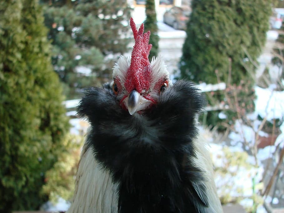 Cockscomb, Hahn, Chicken, Farm, agriculture, animal husbandry HD wallpaper