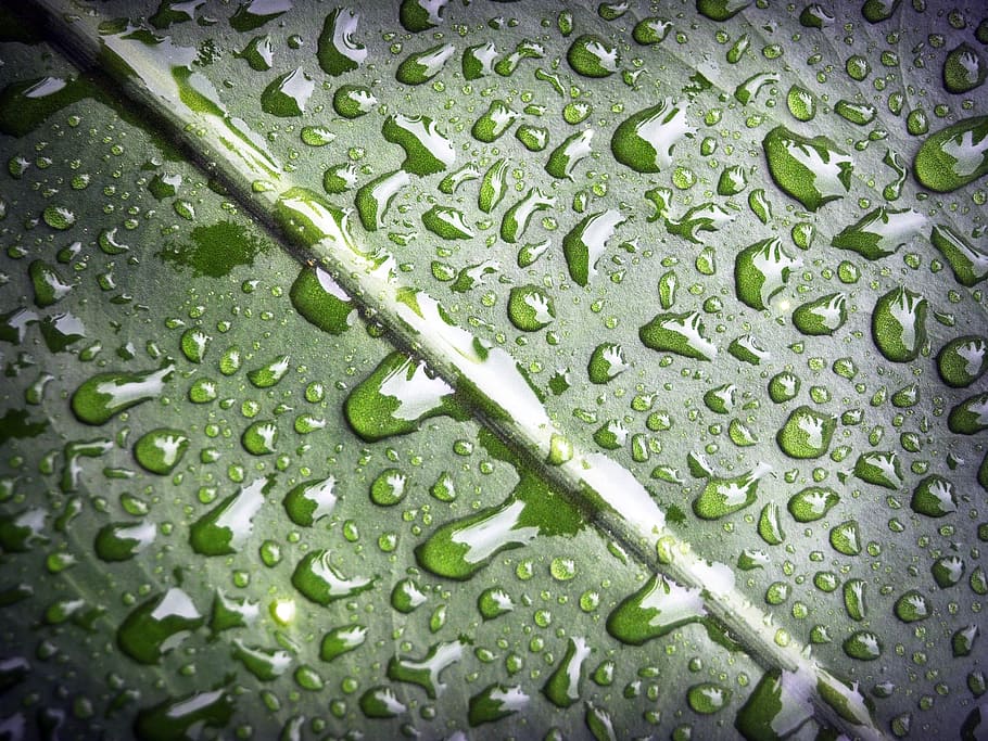 nature, water, leaf, dew, close-up, dewdrops, droplets, macro HD wallpaper