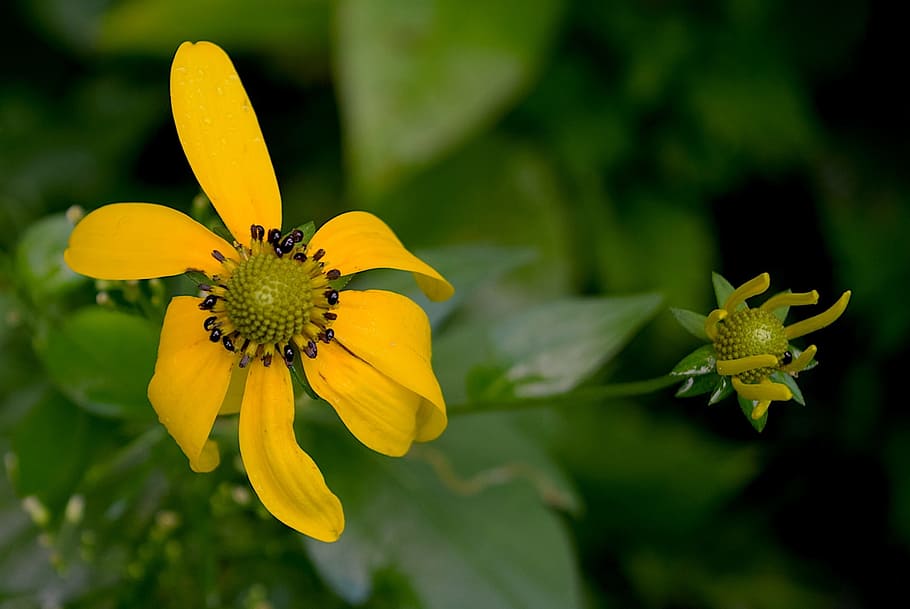 flower, bloom, yellow, bright, green, colorful, floral, nature HD wallpaper