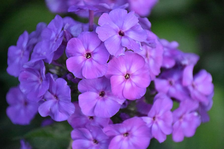 phlox, flower, purple, flower garden, high perennial phlox, HD wallpaper