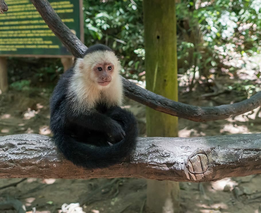 white-headed capuchin, monkey, primate, wildlife, mammal, nature, HD wallpaper