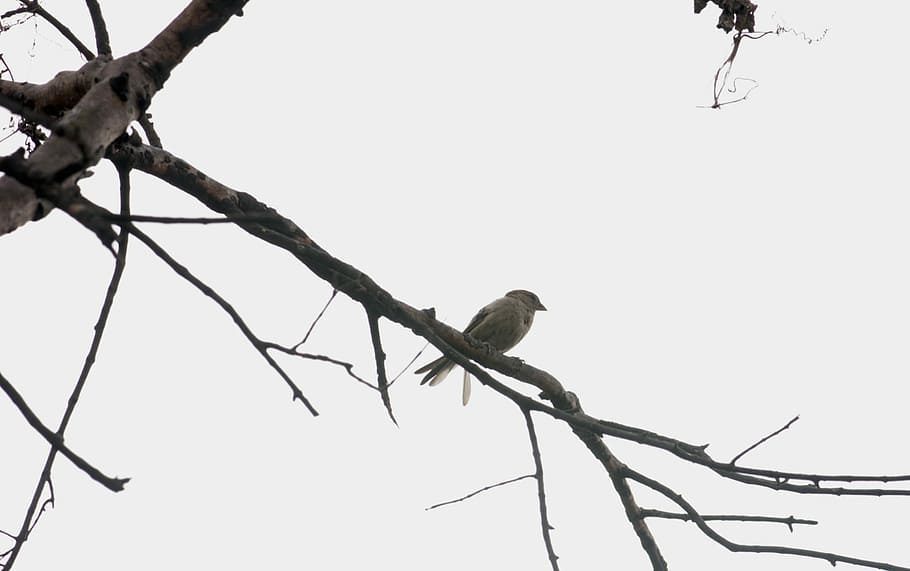 Bird, Dead, Tree, Nature, Animal, sparrow, branch, cute, natural HD wallpaper