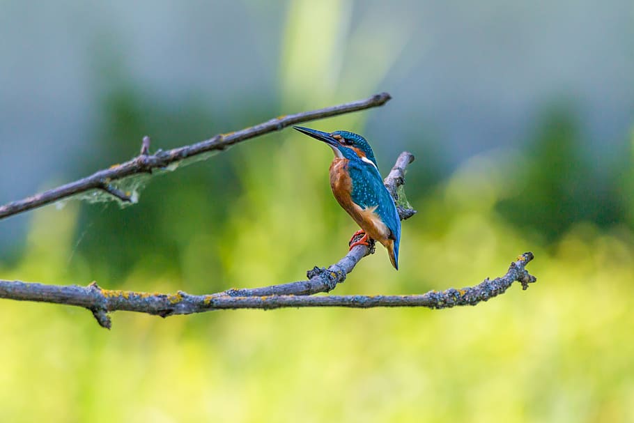 blue kingfisher bird on brown twig, colorful, nature, plumage