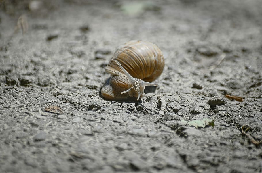 Snail, Shell, one animal, animal themes, animals in the wild HD wallpaper