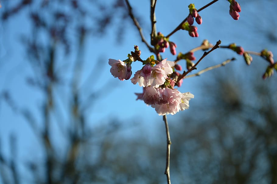 Blossom, Cherry, Flower, Tree, Nature, blossoms, spring, colors HD wallpaper