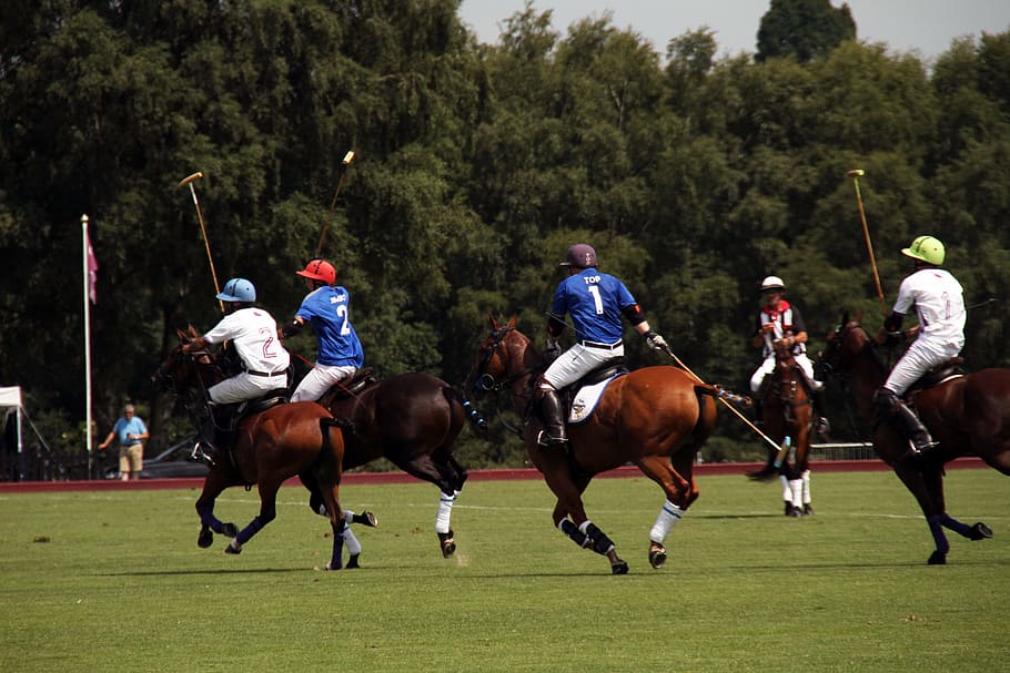 Polo, Horses, Competition, England, equestrian, summer, equine, HD wallpaper