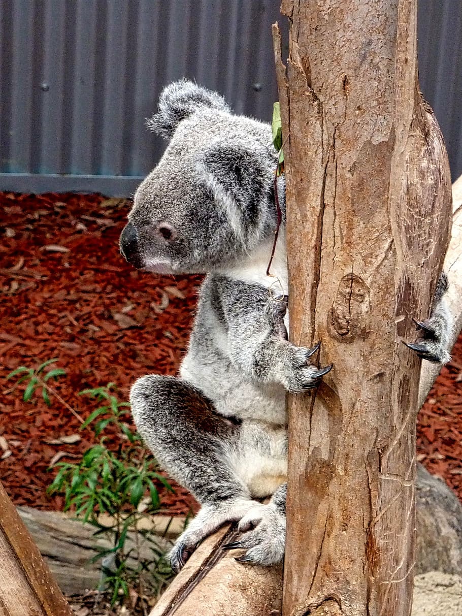 koala, bear, australia, native, cute, icon, endangered, animal themes HD wallpaper