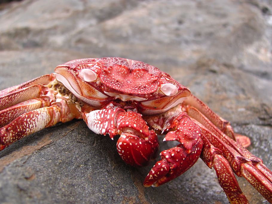 crab, sea, empty, animal themes, crustacean, close-up, one animal HD wallpaper