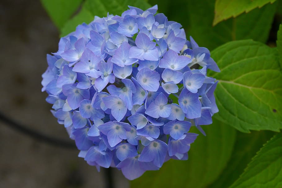 hydrangea, flower, nature, garden, blue, flowers, bloom, plant HD wallpaper