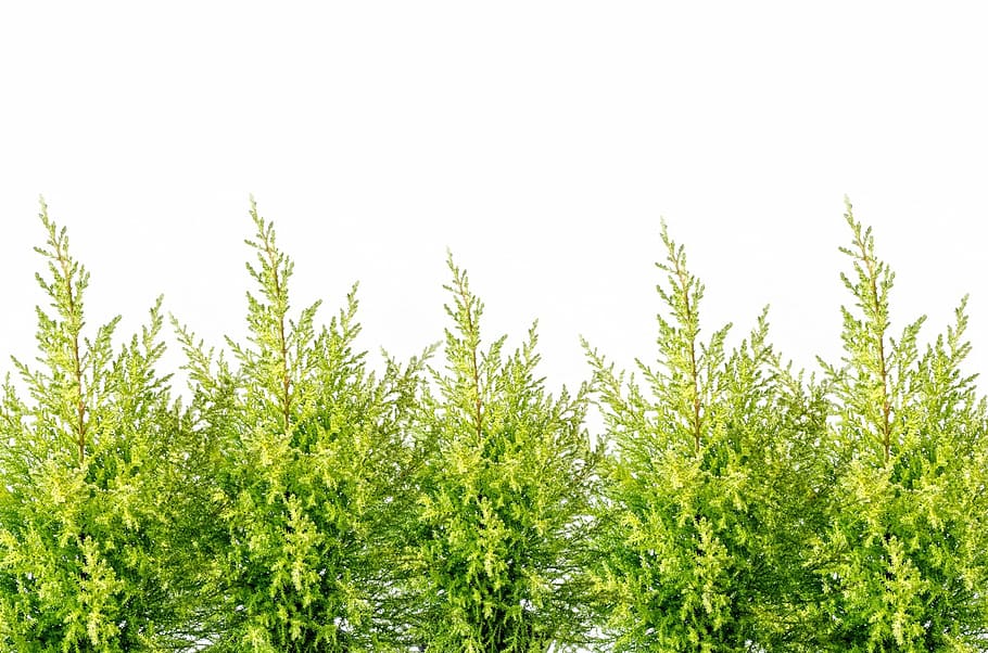 green leafed plants, alone, background, branch, christmas, conifer HD wallpaper