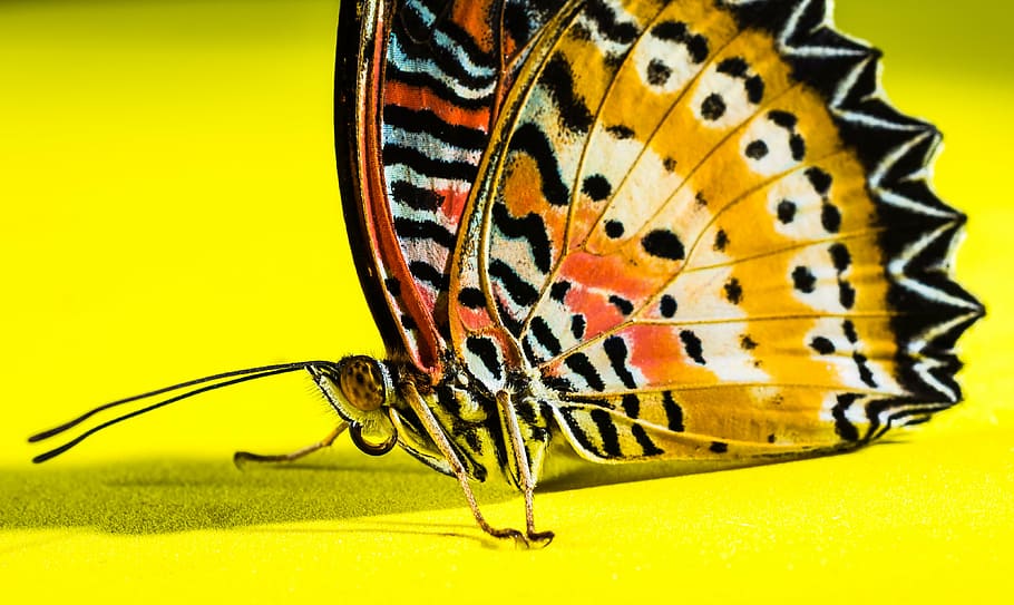 butterfly, insect, butterfly - Insect, nature, animal, animal Wing HD wallpaper