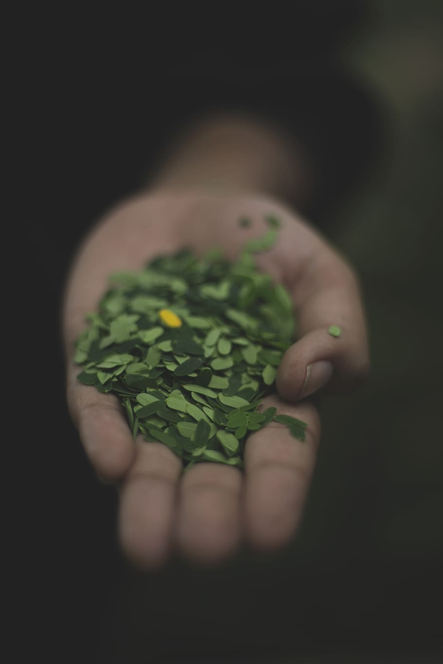 blur, close-up, focus, hand, leaves, human hand, human body part HD wallpaper