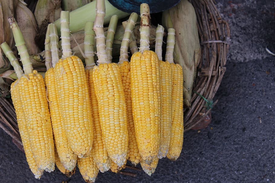 corn, street, sell, vegetable, indian, food and drink, yellow HD wallpaper