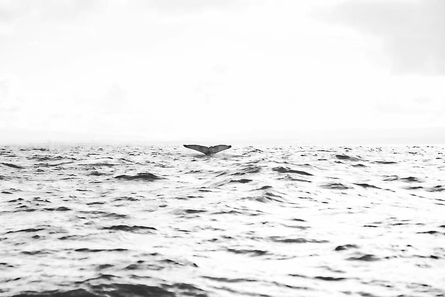beach, black-and-white, dolphin, fog, ocean, outdoors, reflection