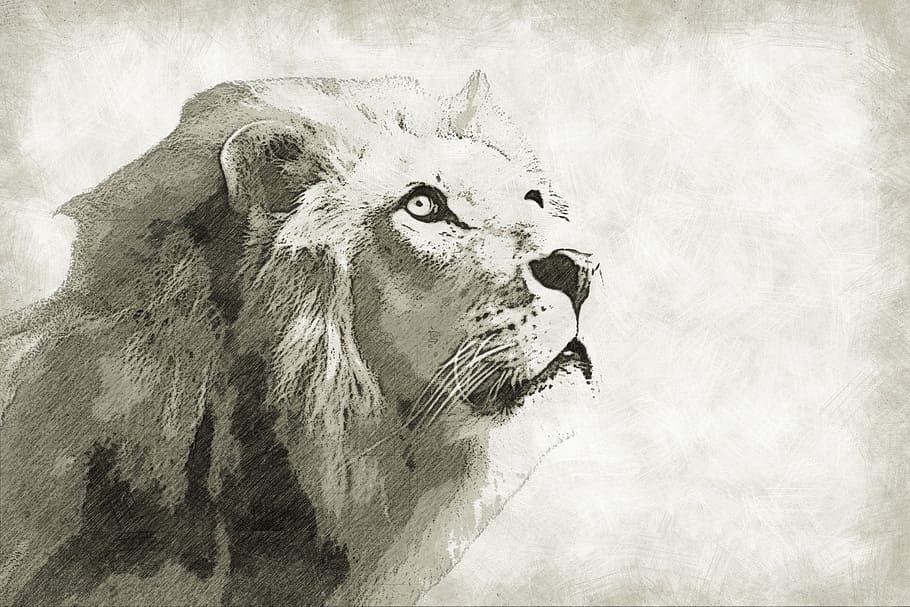 gray and black lion drawing, mammal, animal, wild, wildlife, king