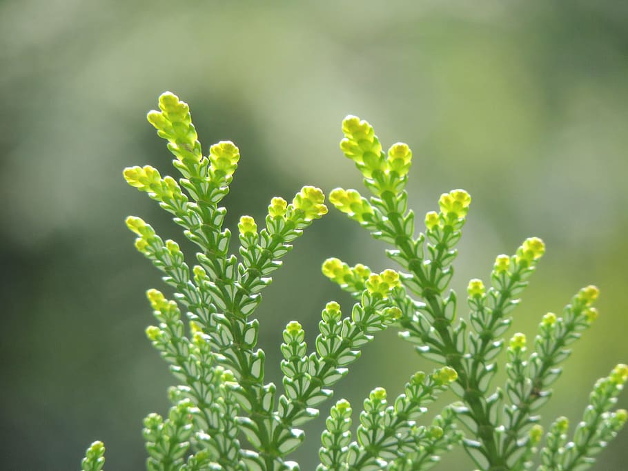 cedar, leaves, plant, macro, blur, growth, green color, plant part HD wallpaper