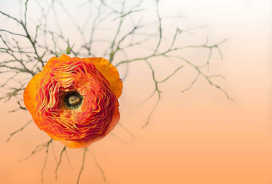 ranunculus, flower, blossom, bloom, petals, orange, intense color HD wallpaper