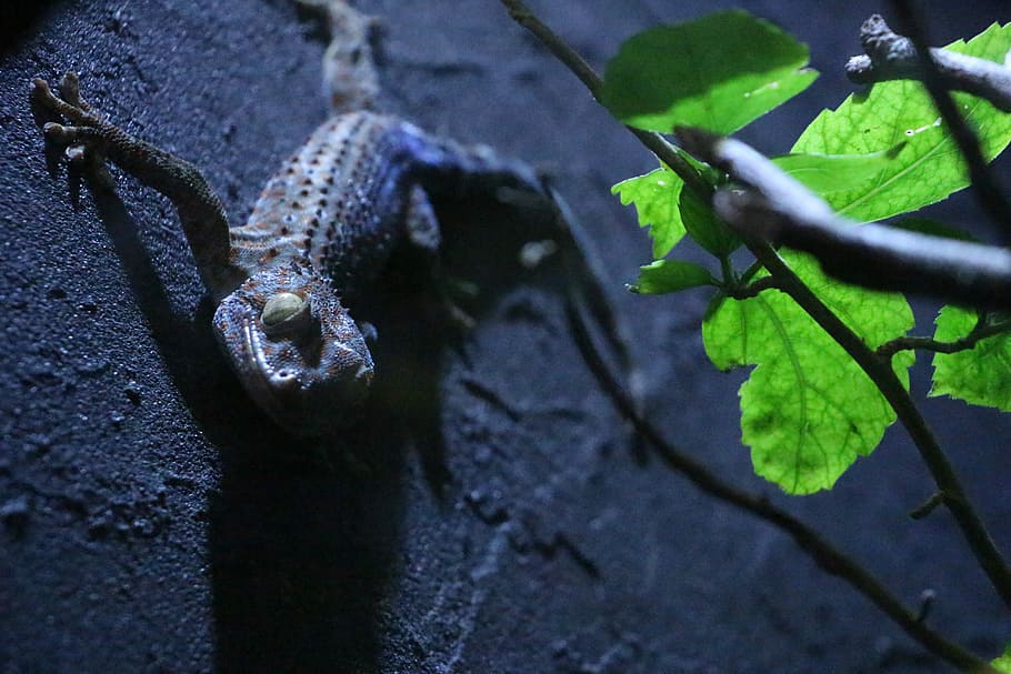 Reptiles, Lizard, Aim, the aim, outdoors, one animal, animal themes HD wallpaper