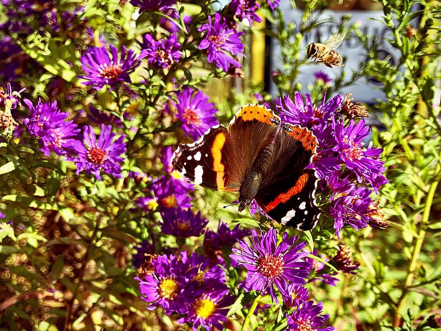 butterfly, flowers, flowering plant, invertebrate, animal themes HD wallpaper