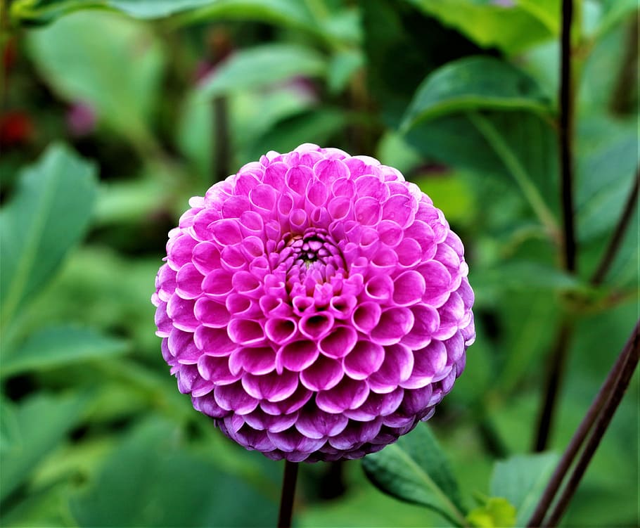 nature, plant, flower, leaf, summer, garden, flowers, color HD wallpaper