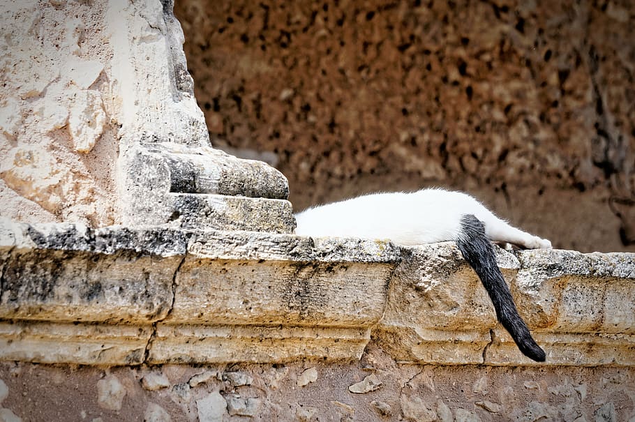 cat, crete, monastery, sleep, break, lazy, slow, animal, mammal HD wallpaper