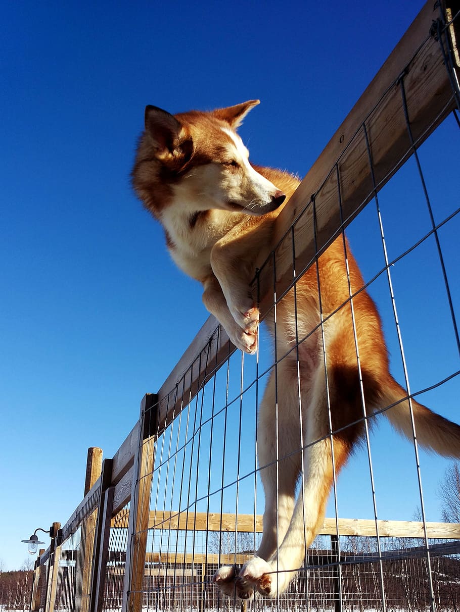 Dog, Husky, Sun, pets, animal, canine, mammal, puppy, outdoors HD wallpaper