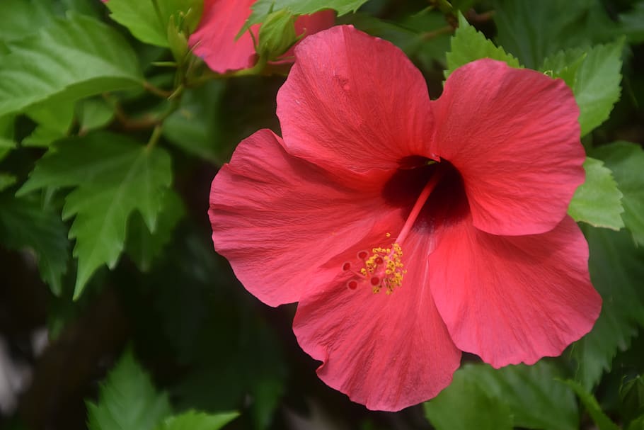 blossom, bloom, red, bright, flowering plant, petal, fragility HD wallpaper