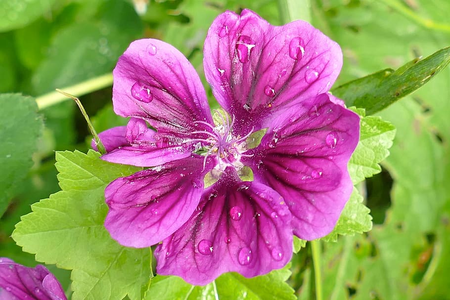mallow, close, beautiful, violet, blossom, bloom, bud, nature HD wallpaper