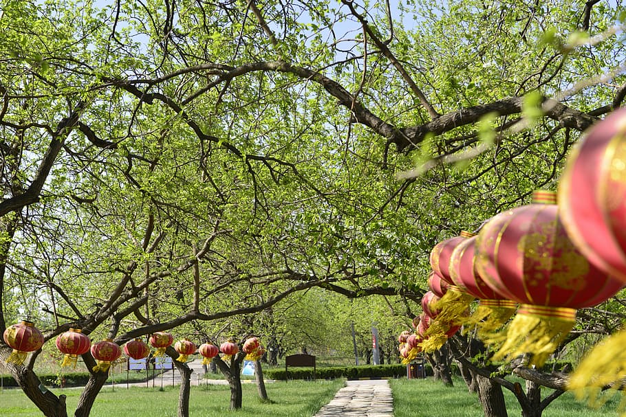 spring, green plants, riddles show, tree, growth, nature, day HD wallpaper