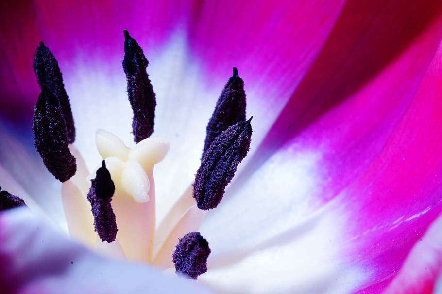 tulip, macro, blossom, bloom, colorful, nature, plant, close HD wallpaper