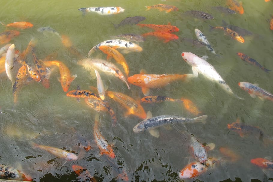 Goldfish, Water, Orange, animal themes, animals in the wild HD wallpaper