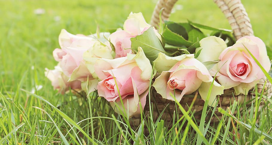 several pink rose flowers in brown wicker basket at daytime, roses, HD wallpaper