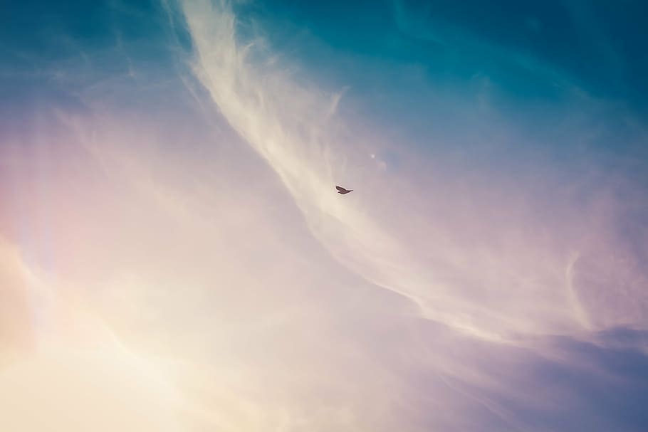 brown bird on sky at daytime, clouds, aerial, sun, sunny, blue HD wallpaper