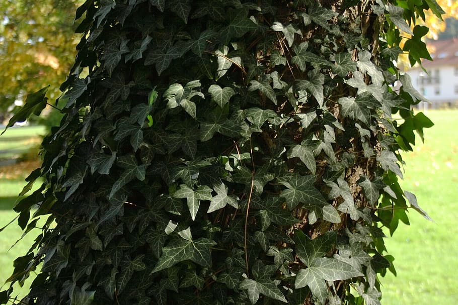 Tree, Tribe, Leaves, Ivy, Autumn, nature, growth, plant, outdoors HD wallpaper
