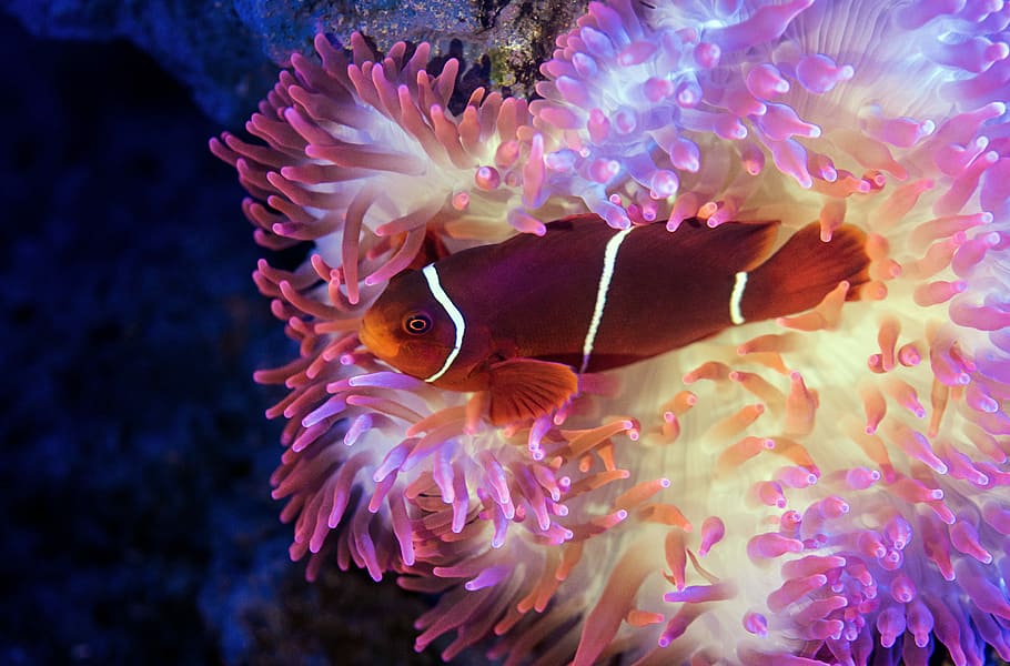 red, orange, and white fish swims near white, blue, and purple habitat, brown fish on pink coral reefs HD wallpaper
