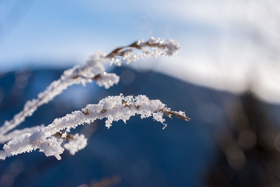 winter, snow, ice, wintry, white, cold, light, nature, winter forest HD wallpaper
