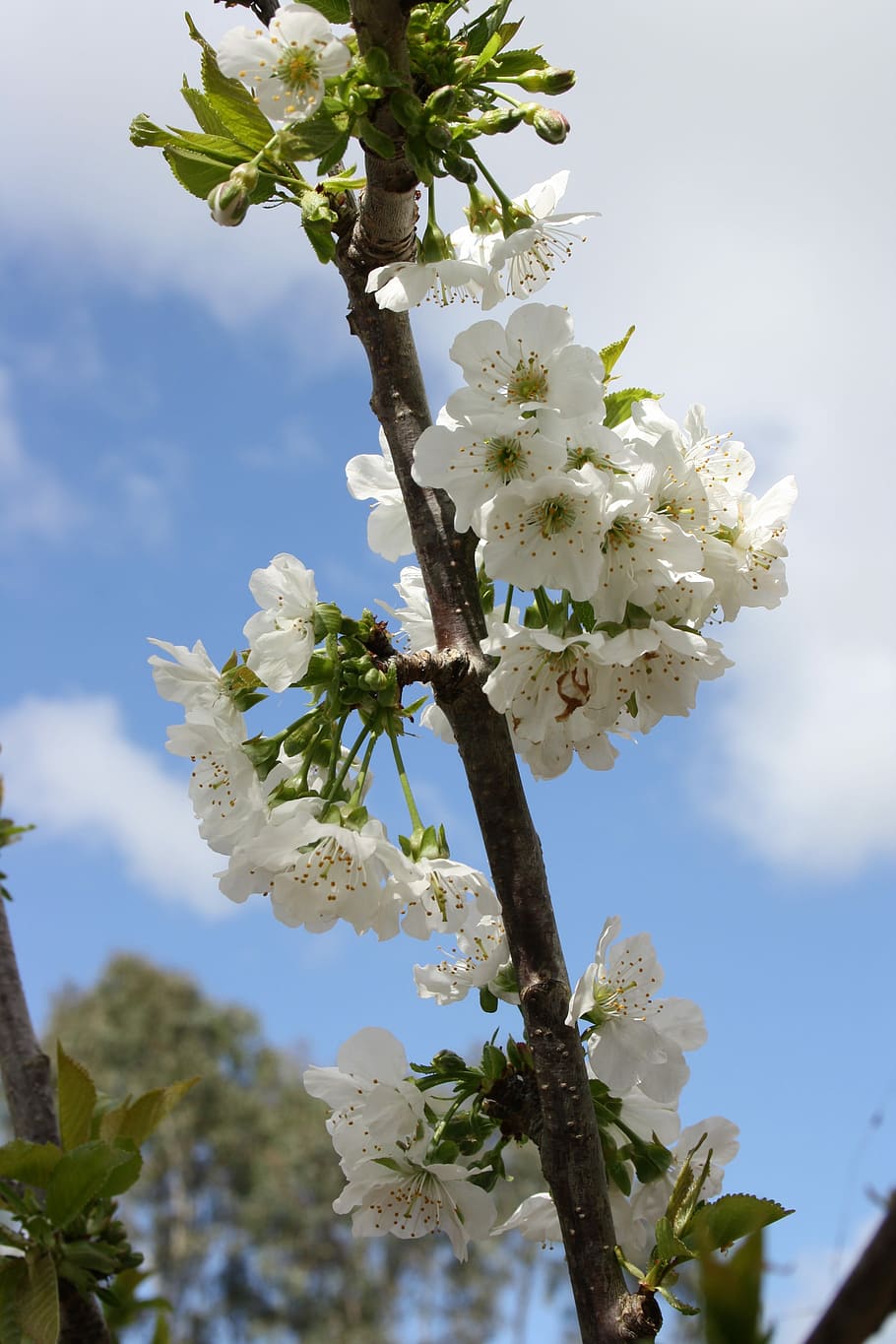 Blossom, Fruit, Free, Flower, Bloom, fresh, garden, berry, tree HD wallpaper