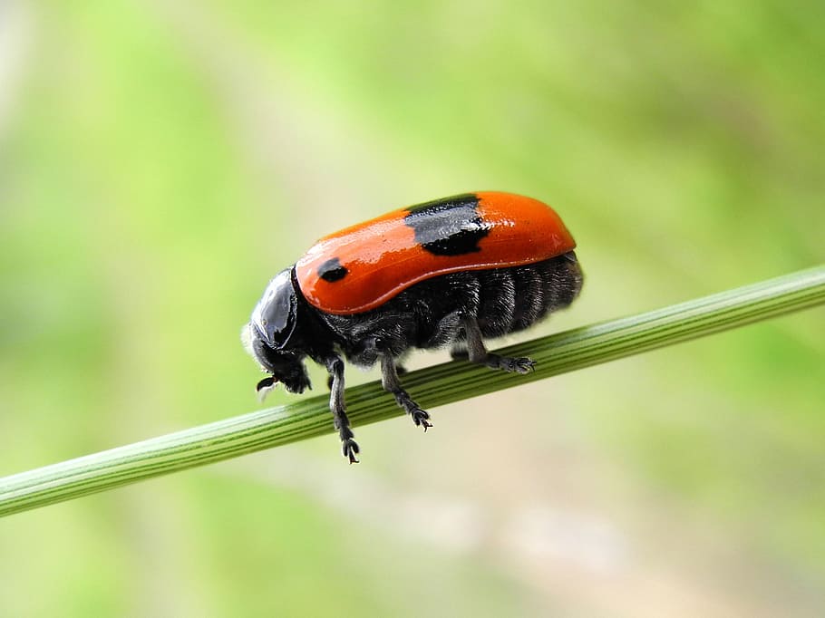 beetle, grass, nature, green, animal wildlife, invertebrate HD wallpaper